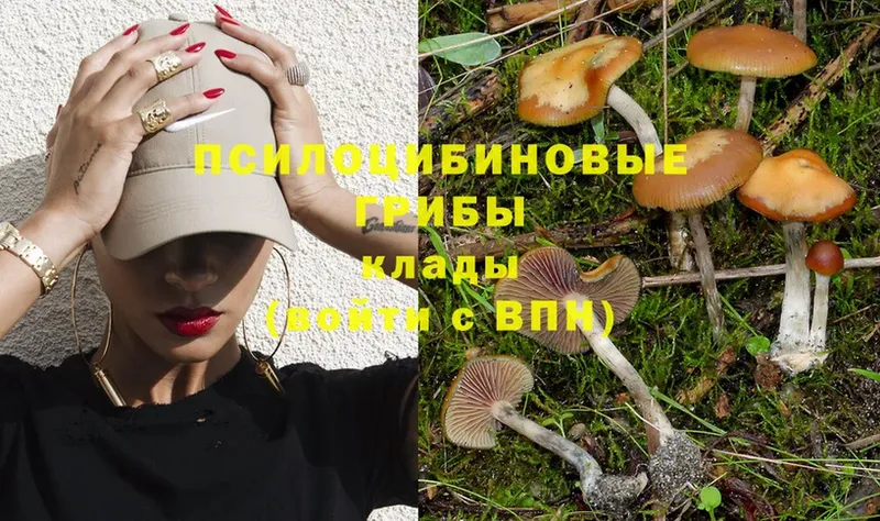 Галлюциногенные грибы Psilocybe  Елабуга 